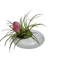 Nacre Bowl Small - NUDE EU