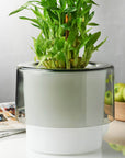 Roots Orchid Pot with Opal White Bottom