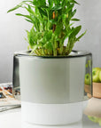 Roots Orchid Pot with Opal White Bottom - NUDE EU