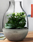 Eden Mini Terrarium Clear with Moulded Concrete Base - NUDE EU