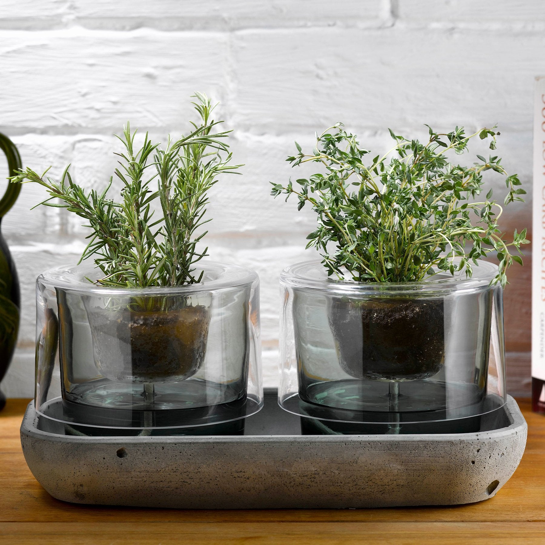 Roots Herbs Garden Clear Top with Green Base