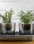 Roots Herbs Garden Clear Top with Green Base