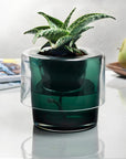 Roots Herb Pot Clear Top