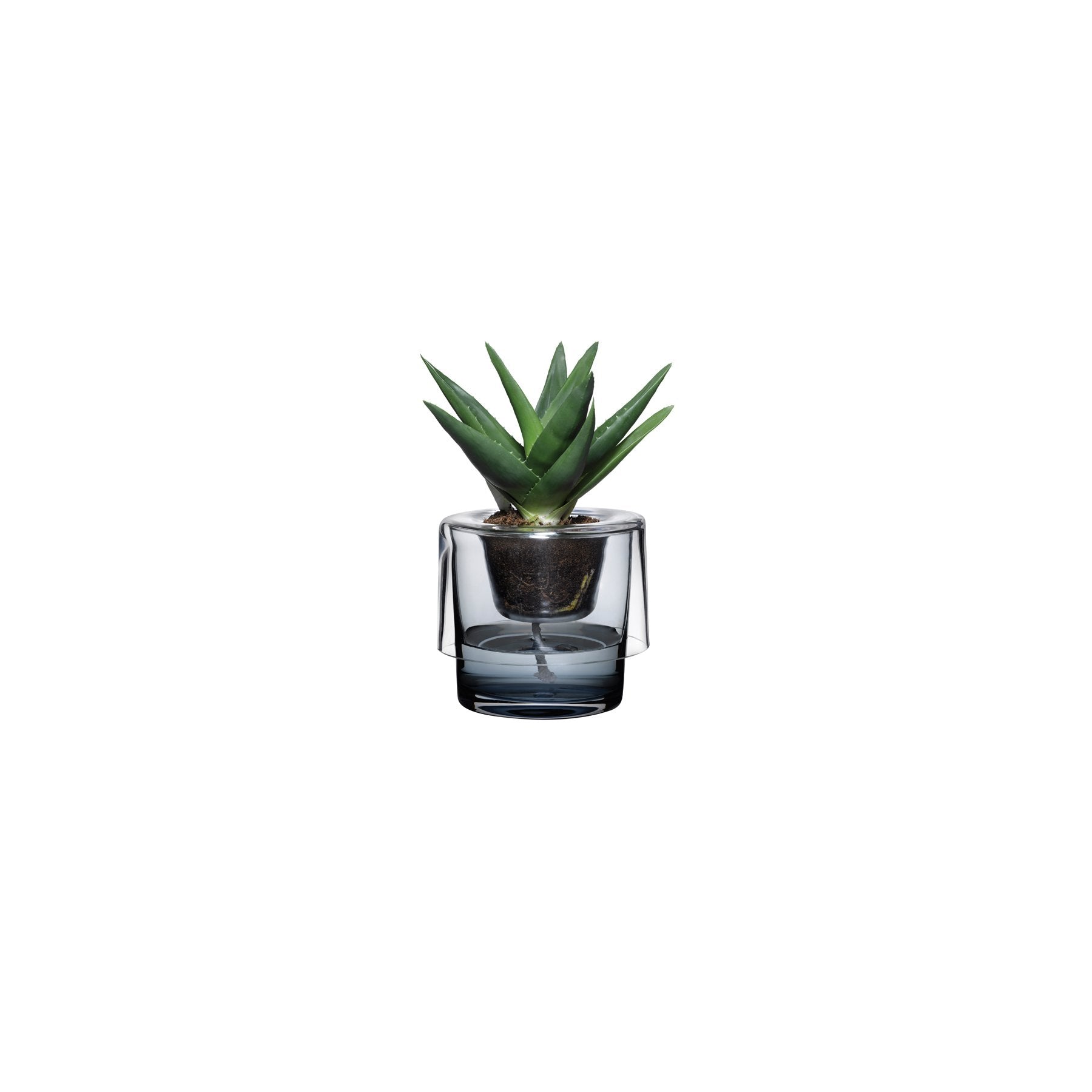 Roots Herb Pot Clear Top