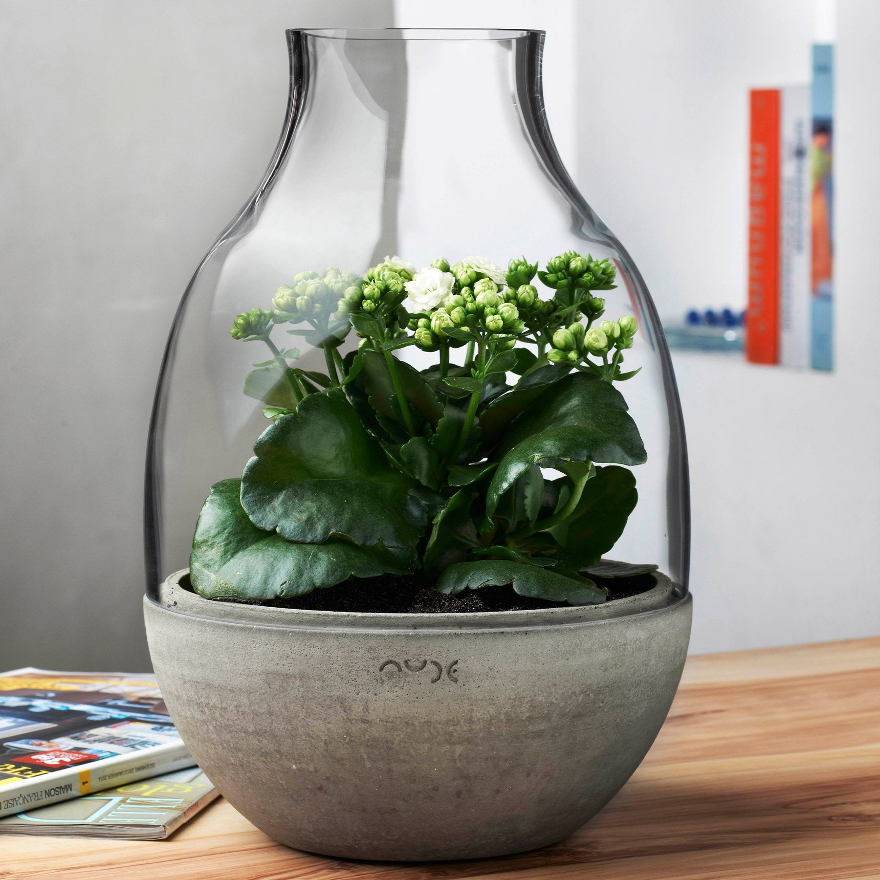 Eden Mini Terrarium Clear with Moulded Concrete Base
