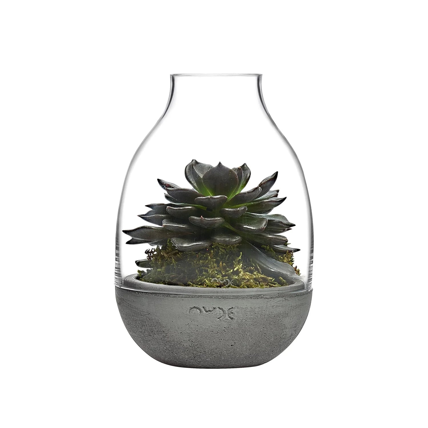 Eden Mini Terrarium Clear with Moulded Concrete Base - NUDE EU