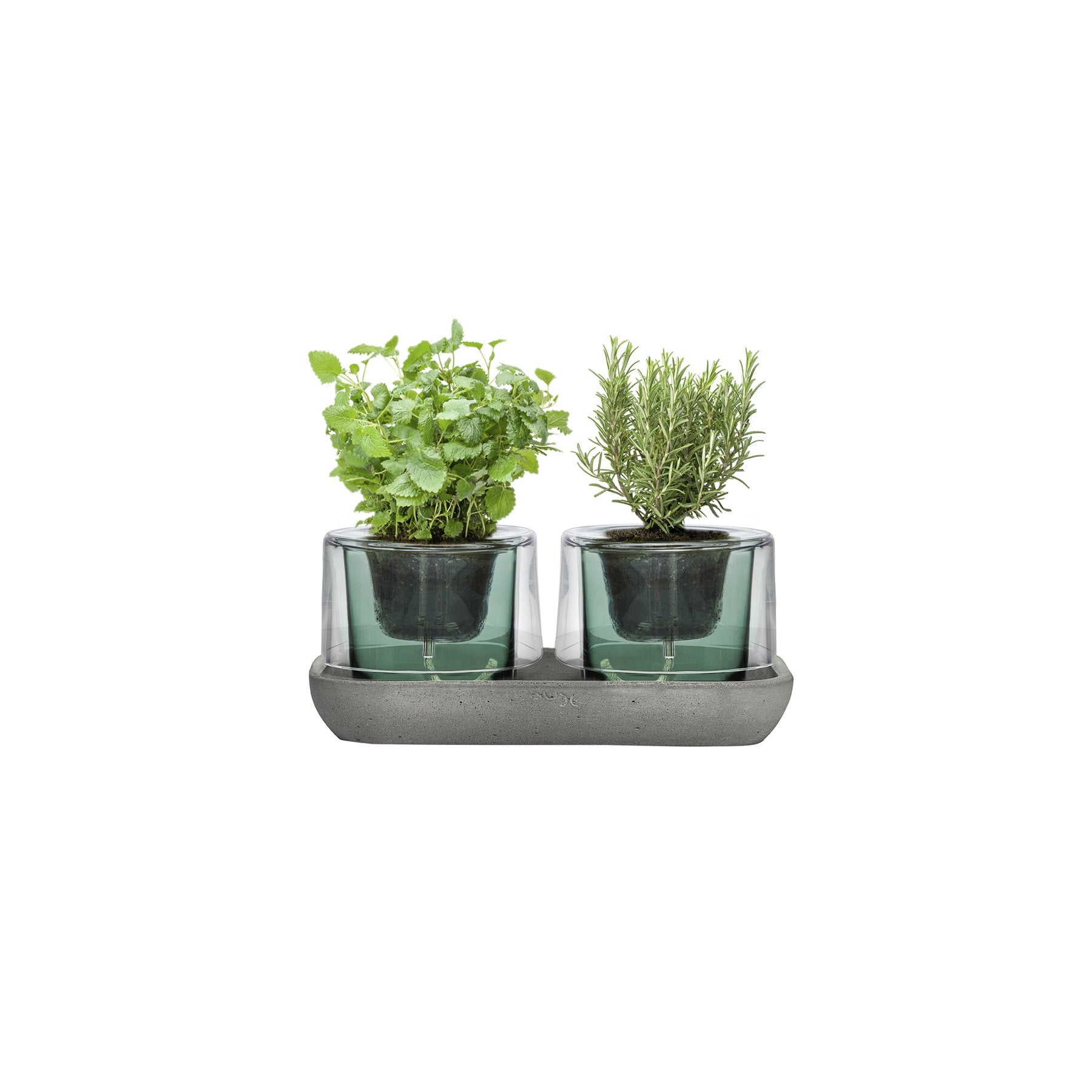 Roots Herbs Garden Clear Top with Green Base