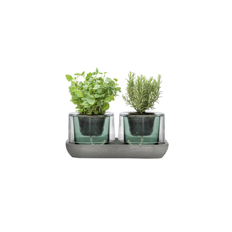 Roots Herbs Garden Parte superiore trasparente con base verde